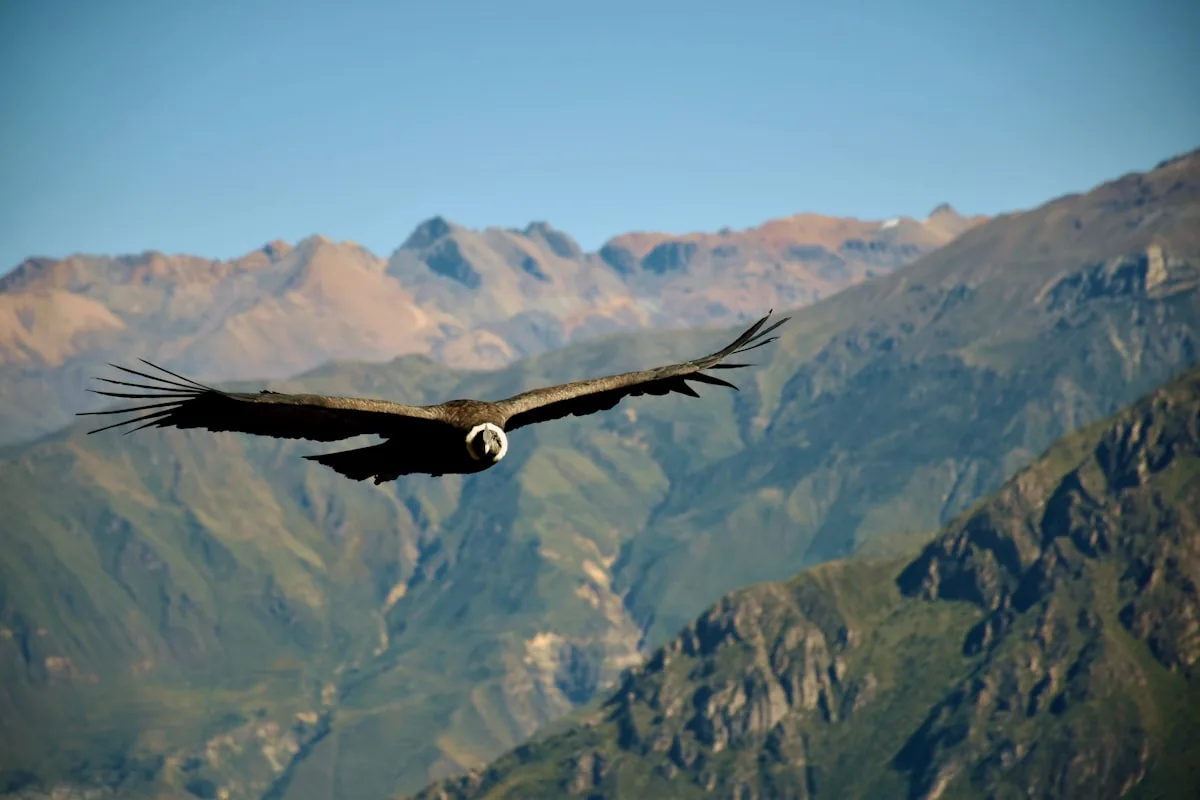 Colca canyon condor