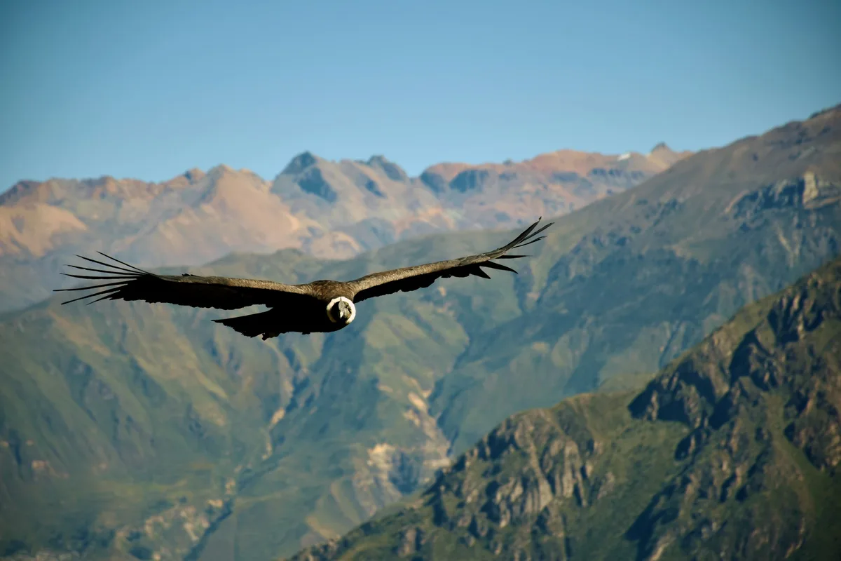 Colca Canyon condor flight